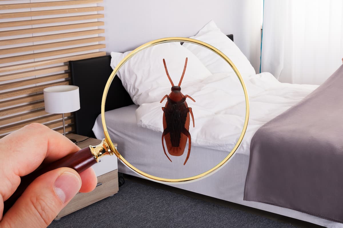 O que posso pulverizar no meu quarto para afastar as baratas? Métodos e ...