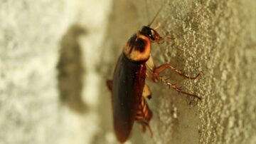 A evolução das baratas ao longo do tempo: como esses insetos resistiram às mudanças ambientais