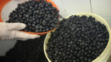 A relação entre o consumo de açaí e os sintomas da dengue O que você precisa saber