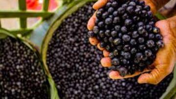 Açaí e dengue Mitos e verdades sobre o consumo durante a doença