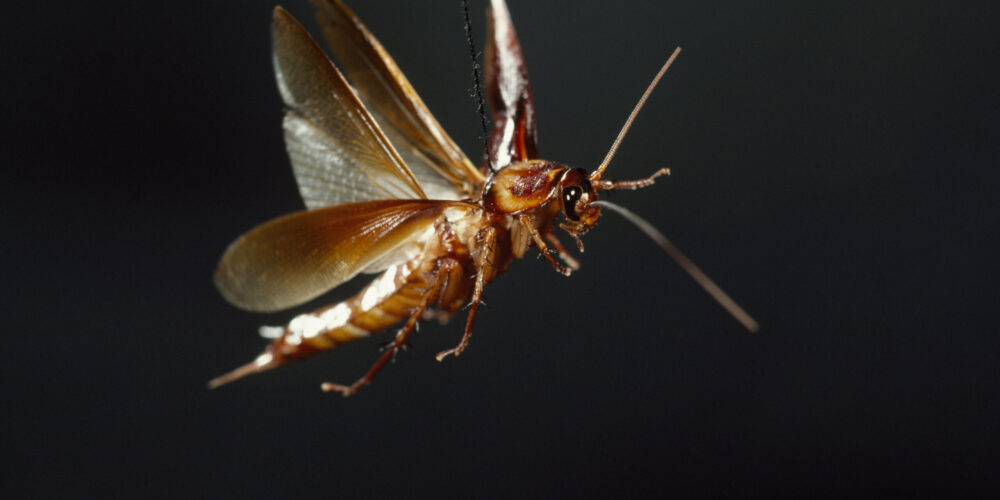 Adaptações evolutivas das baratas voadoras