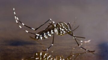Aedes albopictus transmite dengue