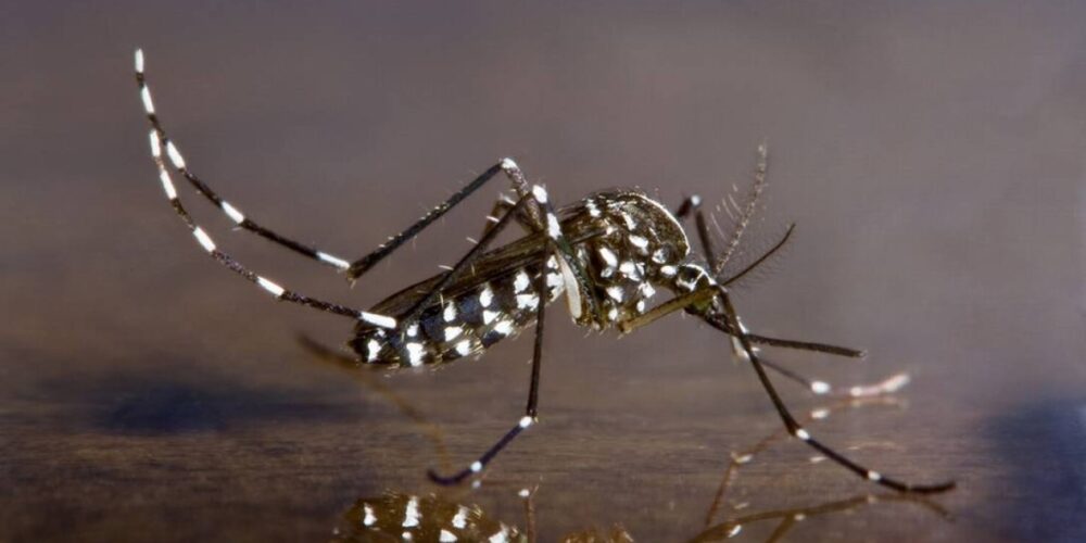 Aedes albopictus transmite dengue