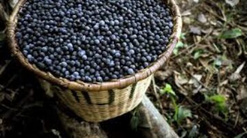 Alternativas saudáveis ao açaí para quem está com dengue