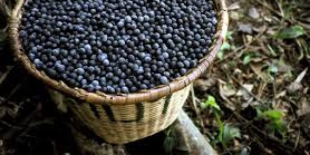 Alternativas saudáveis ao açaí para quem está com dengue