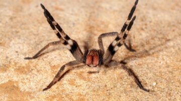 Aranha Armadeira