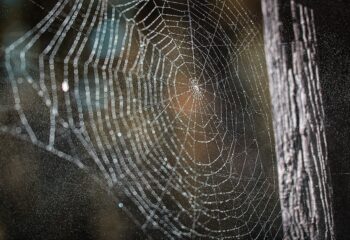 As Aranhas Aparecem em Quais Estações do Ano