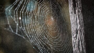 As Aranhas Aparecem em Quais Estações do Ano