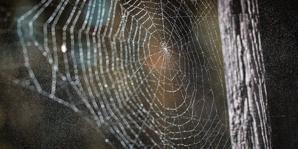 As Aranhas Aparecem em Quais Estações do Ano