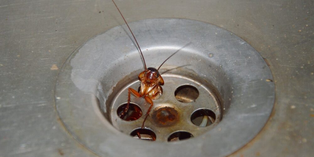 As baratas são constrangedoras ou apenas mal compreendidas