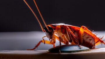barata americana