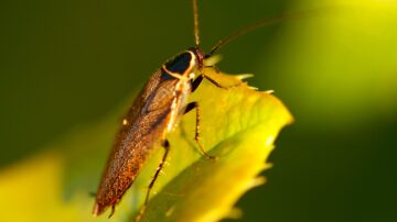 Baratas como fonte de inspiração biomimética: Inovações tecnológicas inspiradas na natureza