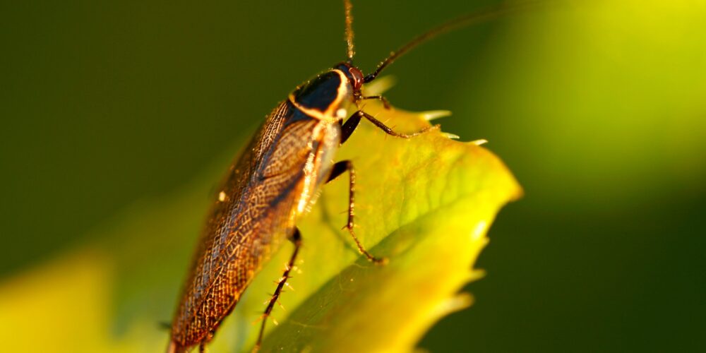 Baratas como fonte de inspiração biomimética: Inovações tecnológicas inspiradas na natureza