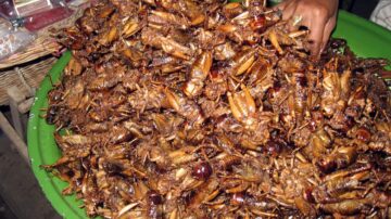 Baratas no mundo da culinária: A gastronomia exótica e o consumo de insetos