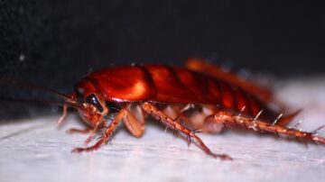 Baratas voadoras: Características e comportamentos únicos desses insetos