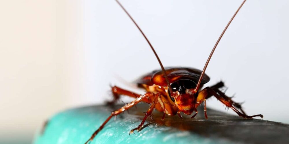 Baratas voadoras em ambientes urbanos: Impactos e desafios no controle desses insetos