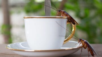 Café repele baratas