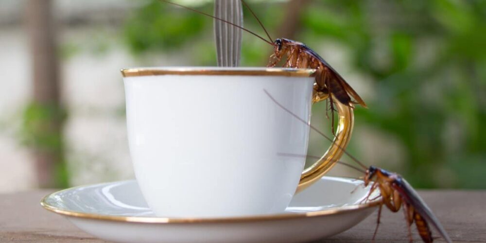 Café repele baratas
