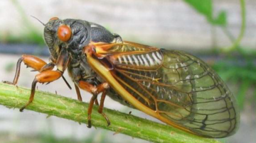 Cigarras são benéficas ou prejudiciais