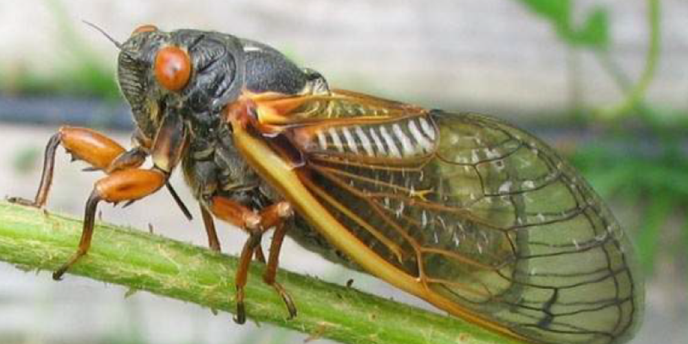 Cigarras são benéficas ou prejudiciais