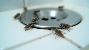 Como Acabar com Moscas de Banheiro e Ralo