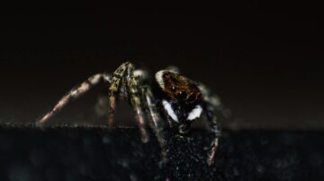 Como Identificar Aranhas Venenosas