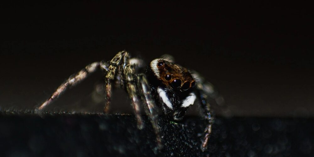 Como Identificar Aranhas Venenosas