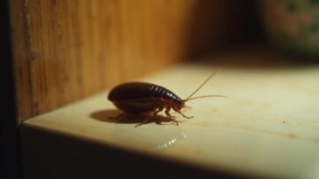 Como Identificar Ovos de Baratas