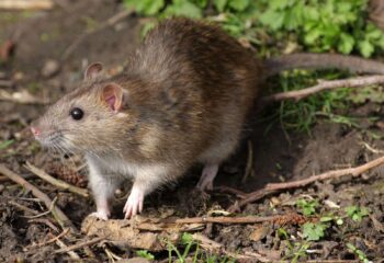 Como Prevenir Ratos em Áreas Externas