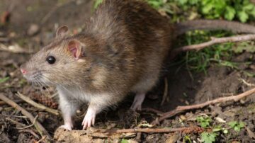 Como Prevenir Ratos em Áreas Externas