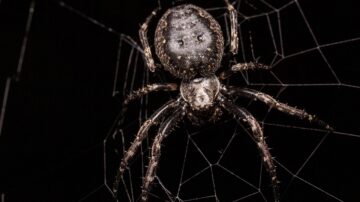 Como Usar Armadilhas para Capturar Aranhas