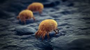 Como acabar com infestação de ácaros
