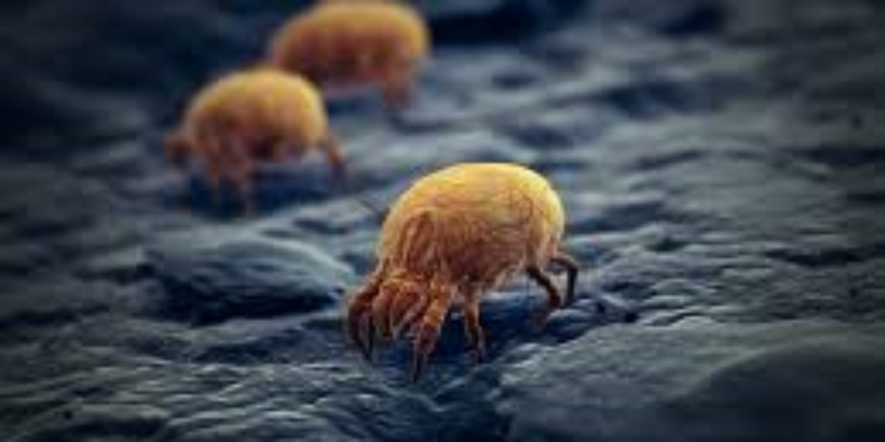 Como acabar com infestação de ácaros