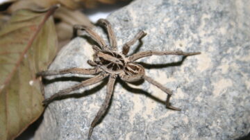Como acabar com infestação de aranhas