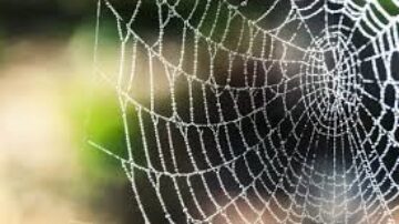 Como acabar com teia de aranha dentro de casa