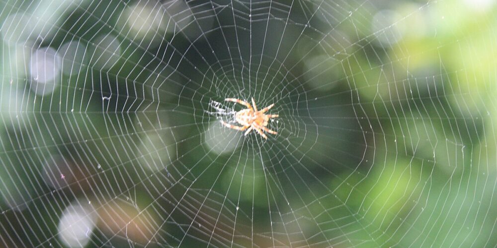 Como as aranhas constroem suas teias