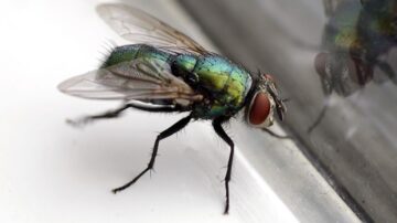 Como eliminar as moscas de um ambiente