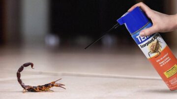 Como eliminar escorpiões de seu ambiente