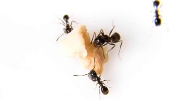 Como eliminar formigas em sua cozinha