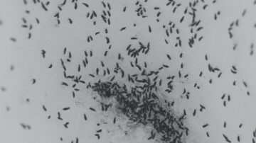 Como eliminar infestação de pulgas do ambiente
