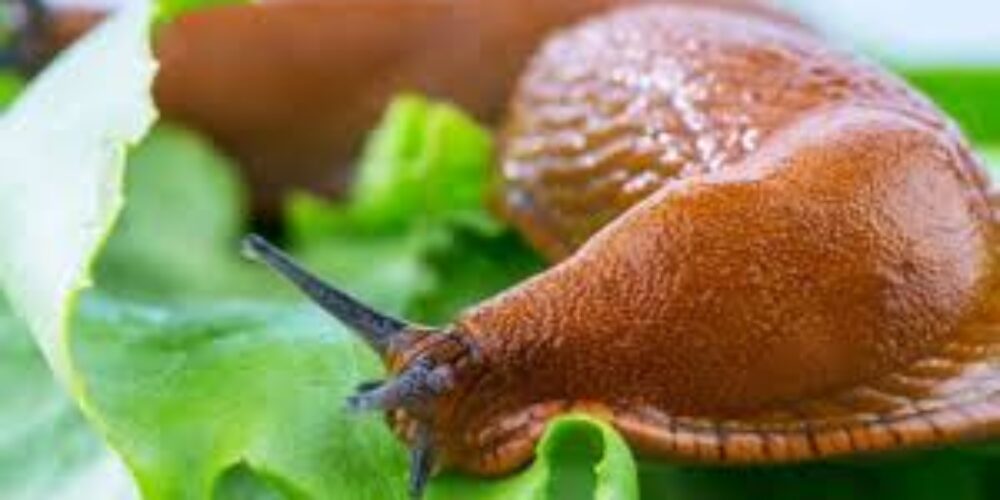 Como eliminar lesmas de forma natural