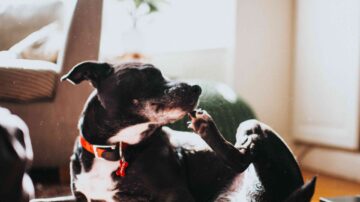 Como eliminar pulgas do seu animal de estimação