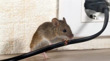Como eliminar ratos dentro de casas
