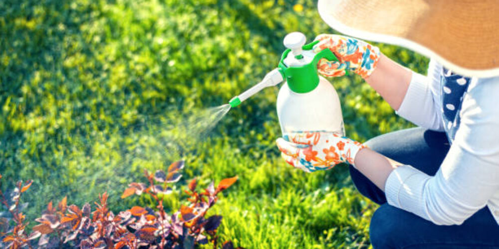 Como escolher o melhor inseticida para o jardim