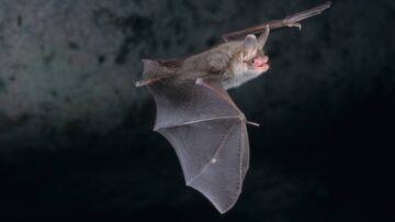 Como espantar morcegos com vinagre