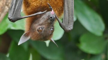 Como espantar morcegos de árvores frutíferas