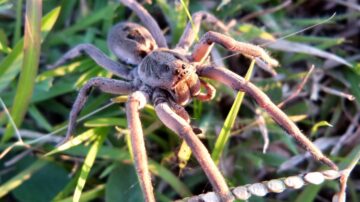 Como evitar aranha-de-jardim