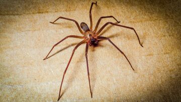 Como evitar aranhas em casa