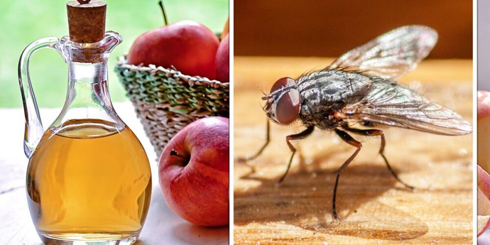 Como fazer armadilha para mosca com vinagre