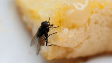 Como fazer armadilha para mosca dentro de casa